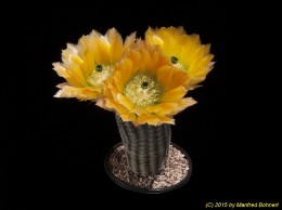 Echinocereus dasyacanthus Niess095 531